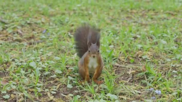 Squirrels Walk Ground Looking Food Given Humans Squirrels Doves Looking — Stock video