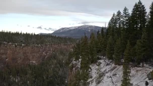 Aerial Shot Forest British Columbia — Stockvideo