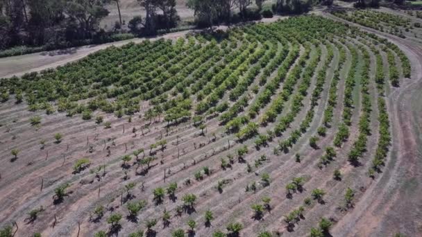 Aerial View Rows Vine Winery Barossa Valley Wine Region Adelaide — Vídeo de Stock
