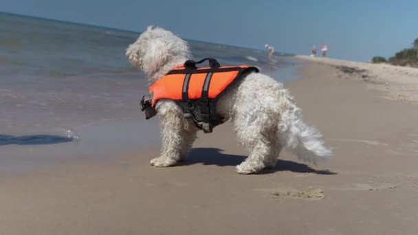 Depressed Bichon Frise Puppy Dog Waiting His Master Sea Coastline — ストック動画