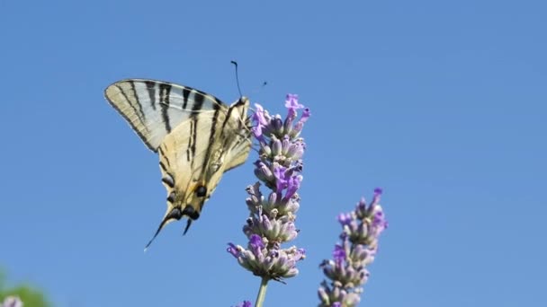 Beautiful Butterfly Lavender Flower Blue Background — Stock video