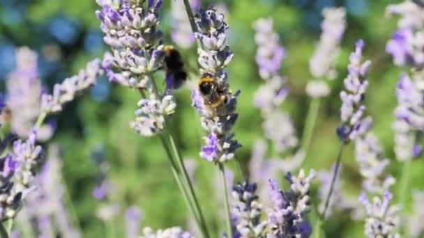 Bumblebees Lavender Flower Summer Green Blue Background — Vídeo de Stock