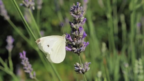 White Butterfly Lavender Flower Nice Colorful Background — Video Stock