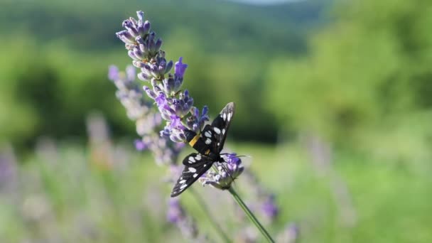 Little Black White Butterfly Sitting Lavender Flower Blurry Background — Vídeo de Stock