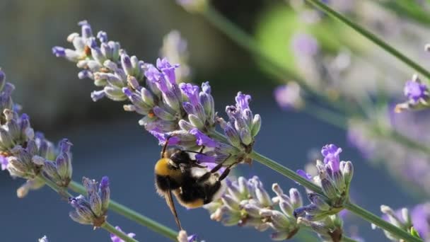 Macro Shot Bumblebee Flower Lavender — Vídeo de Stock