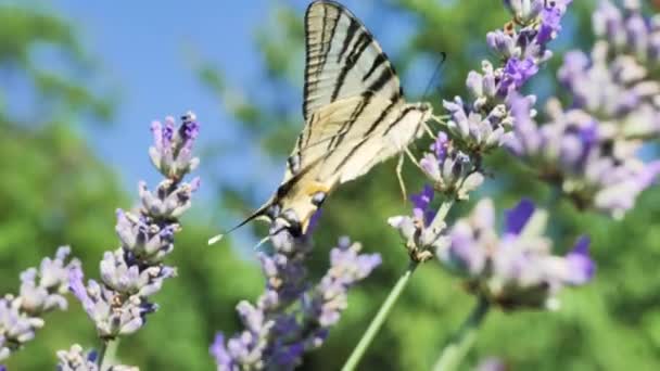 Shot Lavender Flower Butterfly Papilio Rutulus Blue Green Background Summer — Vídeo de Stock