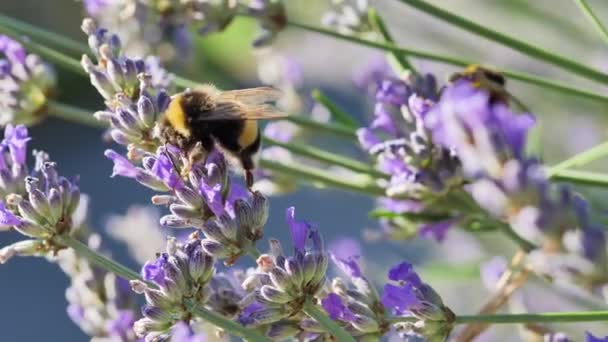 Very Close Shot Lavender Flowers Bumblebees — Vídeo de Stock