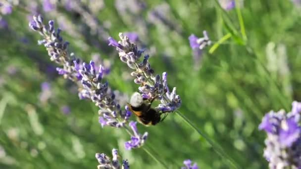 Bumblebee Flower Lavender Blurred Background Fps Shot — Vídeo de Stock