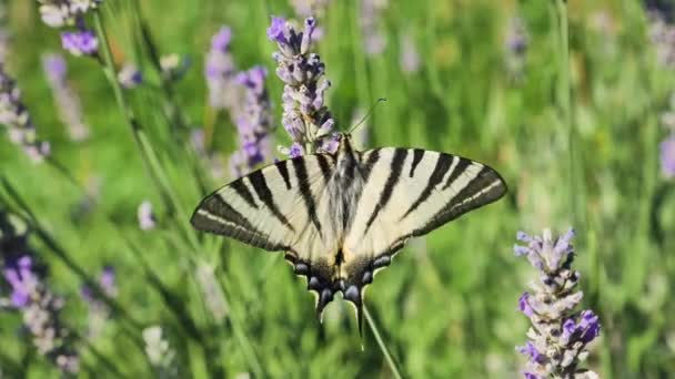 Papilio Rutulus Butterfly Lavender Flower Summer Time Green Blurred Background — Video Stock