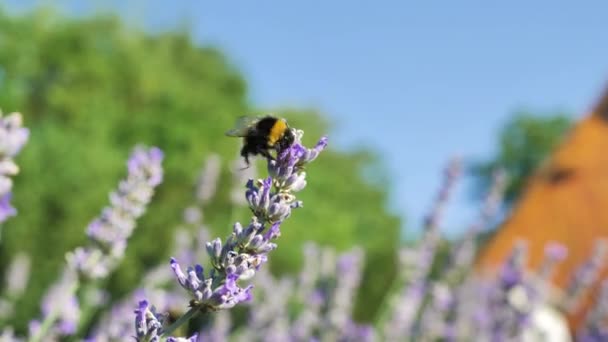 Bumblebee Lavender Flower Colorful Background — Vídeo de Stock