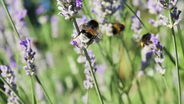 Bumblebees Field Lavender Flowers Closeup Shot — Vídeo de Stock