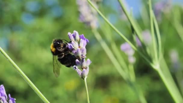 Close Shot Bumblebees Flower Lavender Colorful Background — Vídeo de Stock