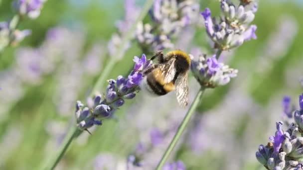 Marco Skott Lavendel Blomma Med Humla Detaljer — Stockvideo