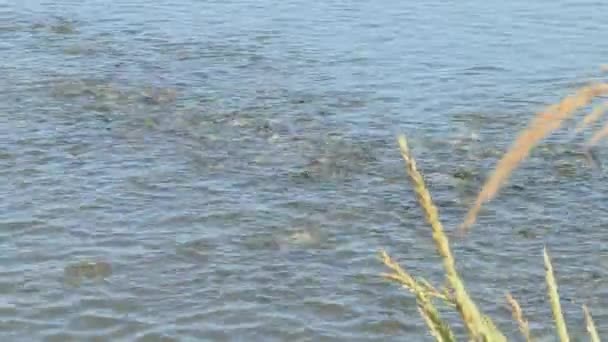 Large School Fish Douradas Surface Water Feed — Vídeos de Stock