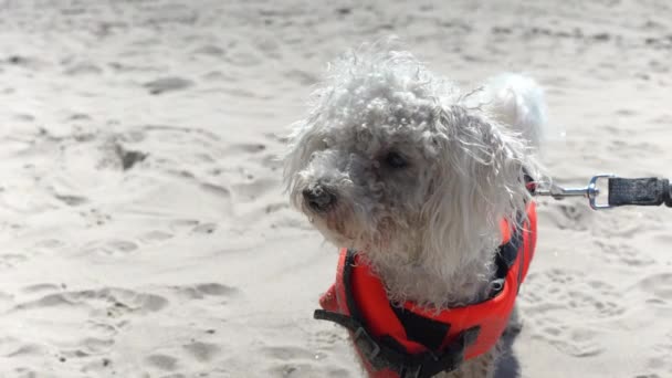 Fluffy Bichon Frise Dog Leashed Sandy Beach Close Motion View — Stock videók