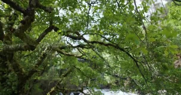 Tilt Shot Trees Revealing Beautiful Waterfall Lots Water — Stock Video