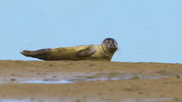 Establisher Static View Single Common Seal Enjoying Nap Sandy Beach — ストック動画