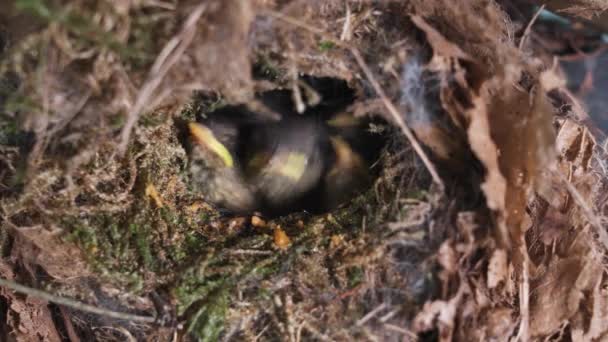 Swallow Mother Feeding Chicks Cute Birds Waiting Family Nest — Stock Video