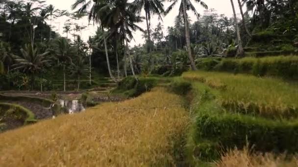 Low Flight Terraced Rice Fields Lush Ubud Jungle Palms Bali — Stockvideo