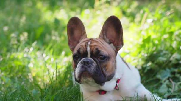 French bulldog enjoys warm grass and looking somewhere with interest