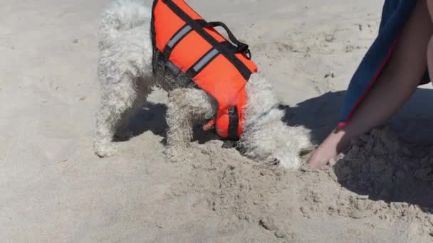Bichon Frise Domestic Puppy Wearing West Playing Sand Synny Beach — Stock video