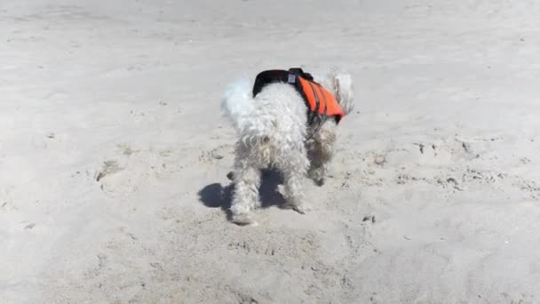 Bichon Frise Puppy Dog Eating Walking Sandy Beach Calm Manner — Stock Video