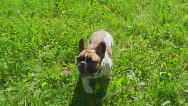 Happy French Bulldog Running Green Grass Sunny Day Motion Handheld — Video Stock