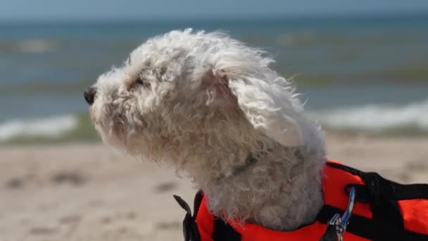 Cute Bichon Frise Barking Sandy Beach While Enjoying Warmth Breeze — Stockvideo
