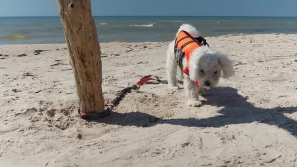 White Bichon Frise Doggy Leashed Wooden Pole Beach Walking — Stock Video
