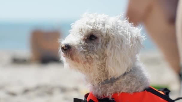 Bichon Frise Dog His Owner Enjoys Warm Sunny Day Sandy — Stockvideo
