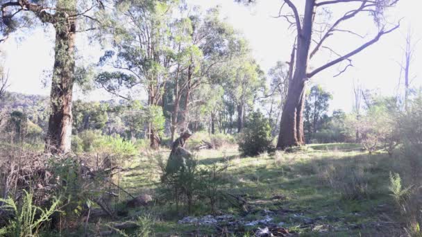 Swagman Carrying Wood Australian Bush — Stock Video