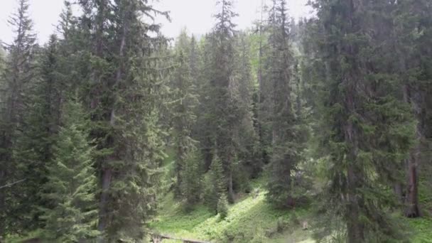 Aerial Drone Footage Dense Forested Landscape Switzerland Summer Drone Slowly — Stock video