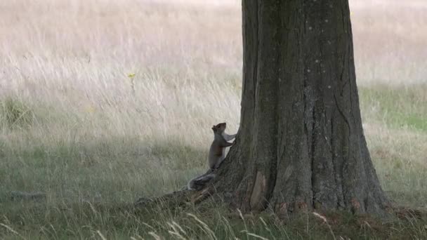 Szürke Mókus Sciurus Carolinensis Törzsállomásonként Riadókészültségben Roedent Felmászik Rönkön Biztonságba — Stock videók