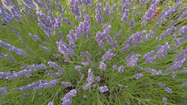 Honey Bees Bumblebees Collecting Pollen Lavender Plant — стоковое видео
