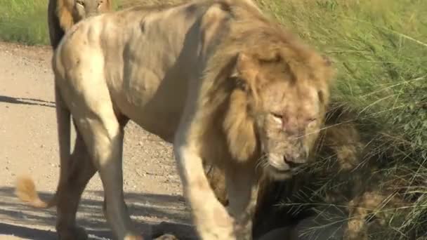 Male White Lion Greets His Brother Side Road Smooth Steady — 图库视频影像
