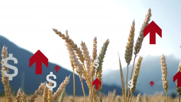 Rising Prices Wheat Grain Products Global Market Dollar Signs Arrows — Wideo stockowe