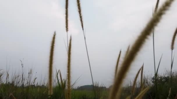 Weeds Blown Wind — Video Stock