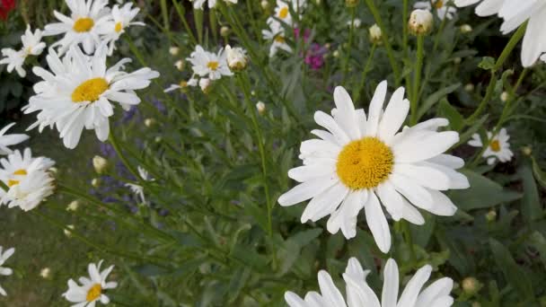 Close Oxeye Daisy Flower — Stok video