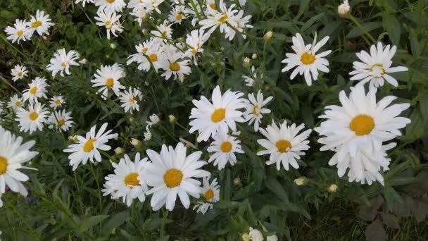 Oxeye Madeliefjes Groeiend Een Engelse Tuin — Stockvideo