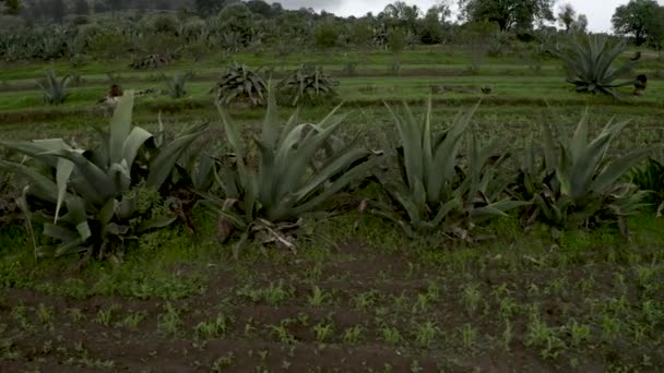 Agave Plants Growing Green Agricultural Farm Nanacamilpa Tlaxcala Mexico Aerial — Stockvideo