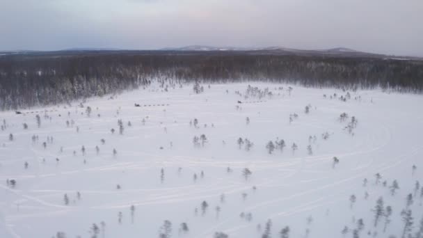 Group Running Dogs Racing Snowy White Winter Lapland Open Landscape — Vídeo de stock