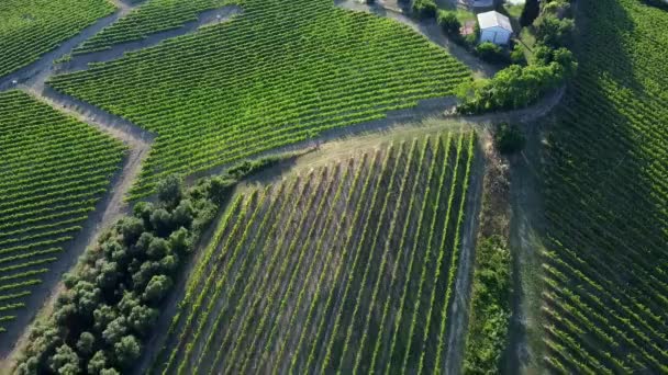 Aerial View Production Areas Verdicchio White Wine Italian Hills — стокове відео