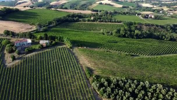 Flying Italian Grapevine Lines Countryside — Stock Video