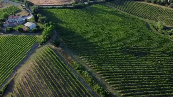 Verdicchio Vineyard Lines Hills Italian Countryside Sunset — Stock video