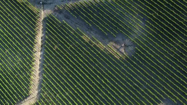 Top Aerial Vineyard Italian Countryside — Stockvideo