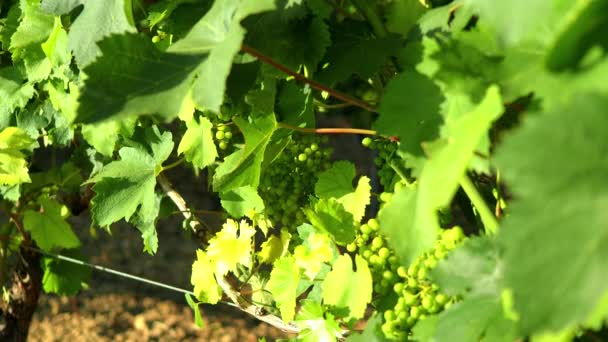 Verdicchio Vineyard Grapes Leaves Sunset Italy White Wine — Vídeos de Stock