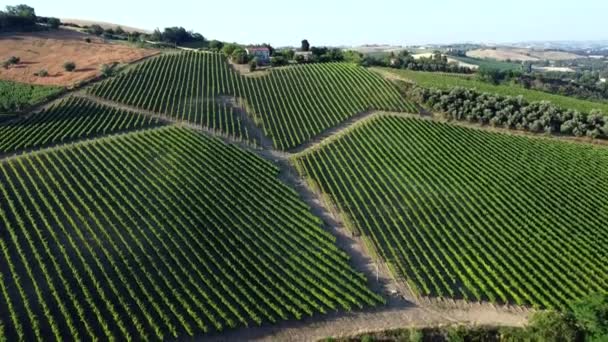 Geometric Lines Typical Italian Vineyard Hilly Countryside — Stock Video