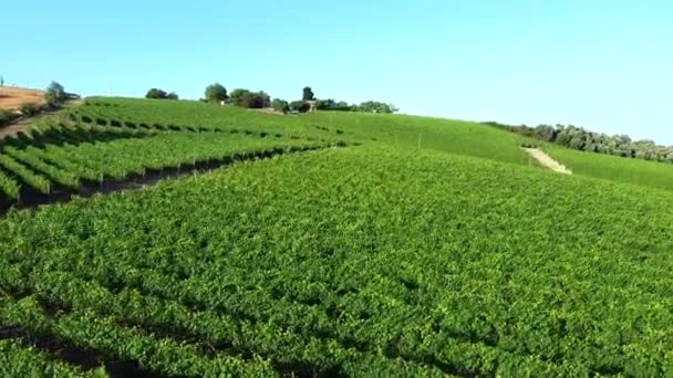 Flying Verdicchio White Wine Vineyard Sunset — Stock Video