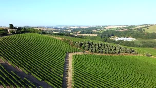 Flying Italian Hill Planted White Wine Vines — Stockvideo