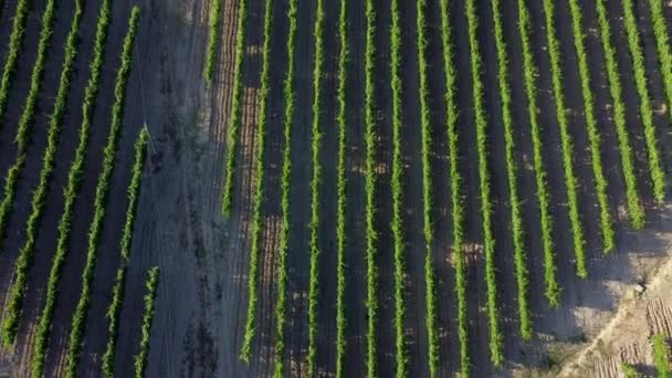 Vineyard Lines Italian Hills Sunset Top View — Stock Video